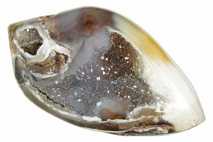 Chalcedony Replaced Gastropod With Sparkly Quartz - India #239290